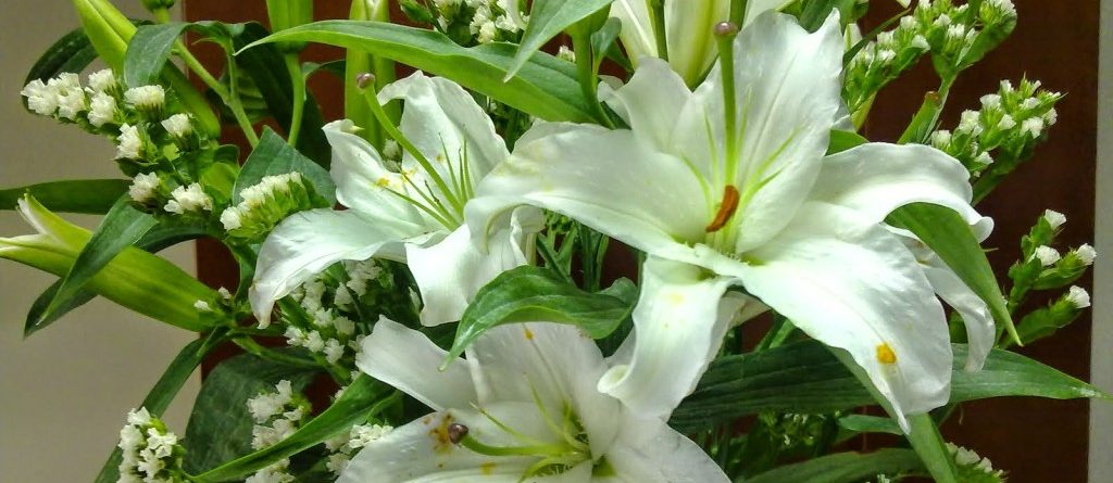 Lấy hoa ly bán tết ở đâu