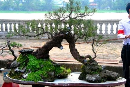 Bộ sưu tập những cây cảnh đẹp nhất Việt Nam