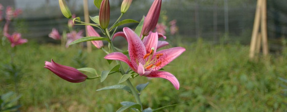 cận cảnh hoa ly tây tựu đẹp mê người